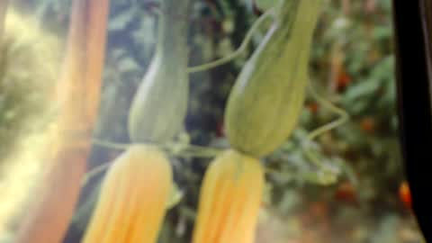 Snapshot of helvella chatting on 8, 6, 2026 Helvell online show from 8, 6, 2026