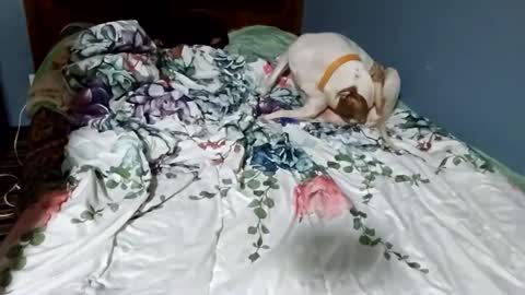 hippiesoul204 online show from 15, 2, 2025