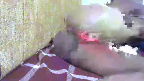 chooo pie online show from 16, 2, 2025