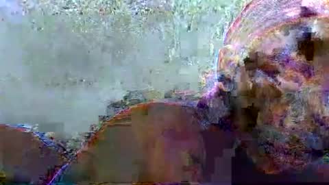 hotagrace online show from 14, 2, 2026