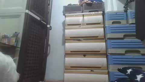 hotlavender online show from 17, 12, 2025