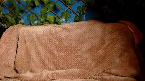 Kayla online show from 14, 12, 2024