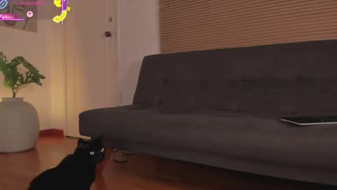 Lua     online show from 21, 4, 2026