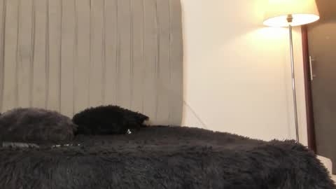 Snapshot of im_oleider chatting on 28, 2, 2026 oleider dont forget your thumbs up online show from 28, 2, 2026