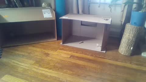 indigo_scorpio online show from 7, 2, 2025