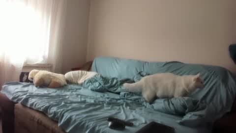 Issabelle online show from 4, 3, 2025