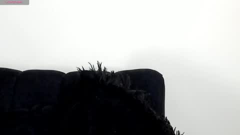 Angelica online show from 15, 4, 2026