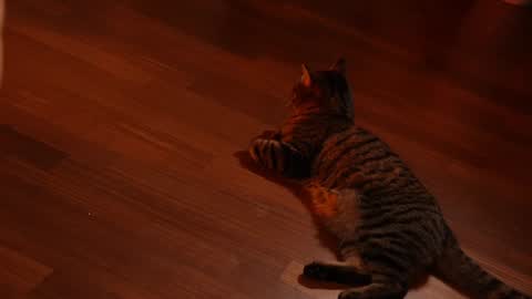 Jennifer Diaz online show from 3, 2, 2025