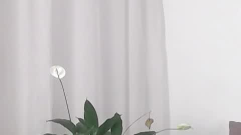 Help me with rate thanks  online show from 19, 2, 2025