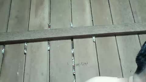 Ruru online show from 16, 1, 2026