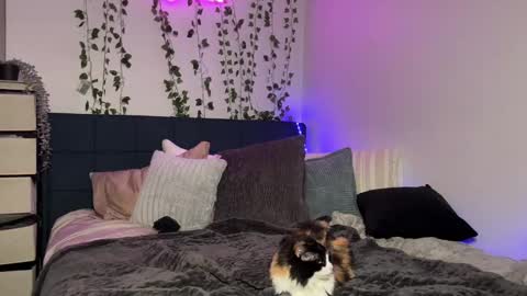 Snapshot of kisskatie chatting on 16, 12, 2024 Kaitie online show from 16, 12, 2024