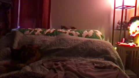 Snapshot of kitejackdaw chatting on 8, 12, 2024 Kite Jackdaw Bi Trans Man online show from 8, 12, 2024