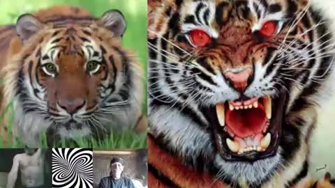 kodiakpm1 online show from 16, 11, 2025