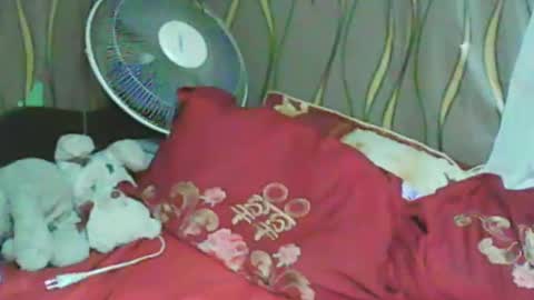 Snapshot of ladyxsnakes chatting on 11, 1, 2025 LadyXSnakes online show from 11, 1, 2025