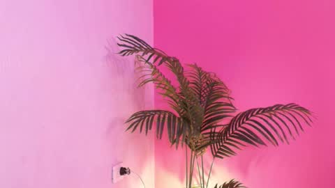 LANA online show from 18, 1, 2026