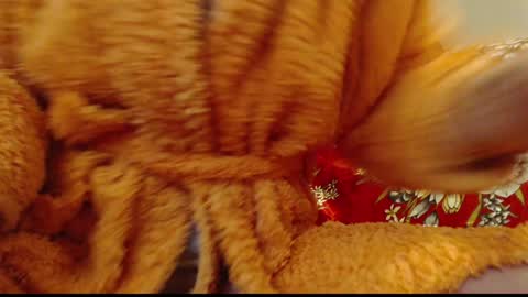 laralhotr online show from 14, 1, 2025