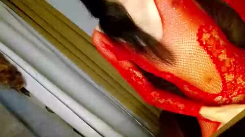 latrina_ online show from 5, 3, 2026