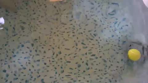 Snapshot of lovelyladyflaccid chatting on 27, 5, 2026 lovelyladyflaccid online show from 27, 5, 2026