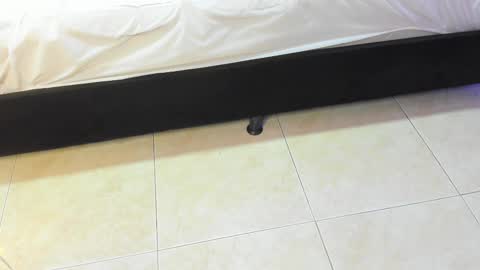 lulu online show from 10, 2, 2026