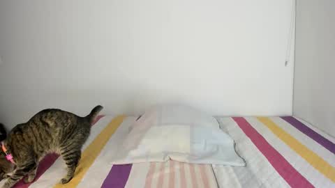 instagram  nueela   online show from 13, 11, 2025