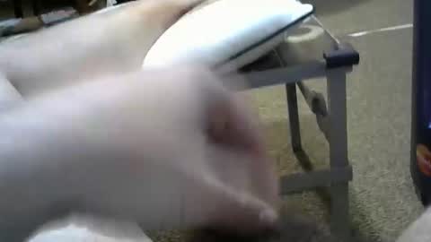 manumanu8585 online show from 3, 2, 2026