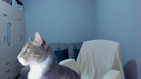    online show from 8, 3, 2025