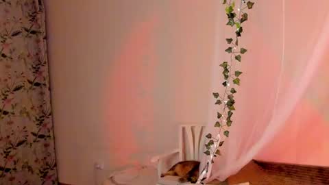 Snapshot of mish_ka3 chatting on 26, 12, 2024 Misha online show from 26, 12, 2024