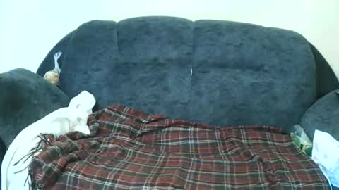 nastylily1 online show from 17, 1, 2026