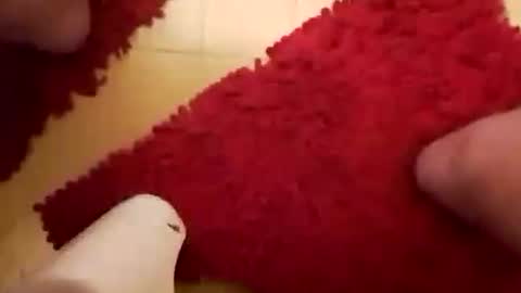 Snapshot of newbookwriter chatting on 26, 1, 2025 BookWriter online show from 26, 1, 2025