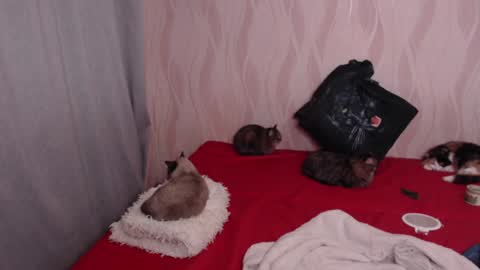 Olivia online show from 17, 12, 2024