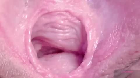 orchidekitty online show from 6, 3, 2026