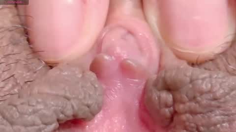 orchidekitty online show from 16, 4, 2026