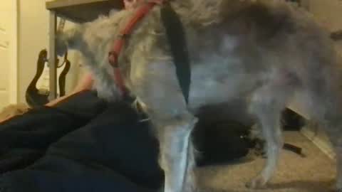 rossignol online show from 22, 1, 2025