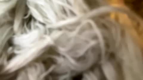 Poonshiner online show from 3, 12, 2024