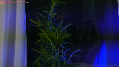 Dee online show from 25, 1, 2025