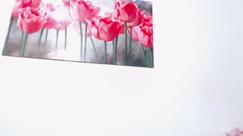 pinky_f00x online show from 11, 4, 2026