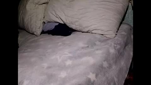 pollachico online show from 28, 11, 2025