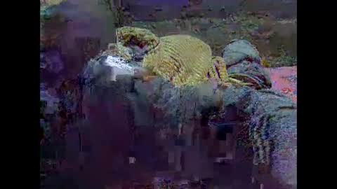 Snapshot of precious_nesh chatting on 21, 5, 2026 precious_nesh online show from 21, 5, 2026