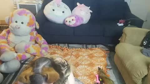 puppygirllovestobeg online show from 21, 6, 2026