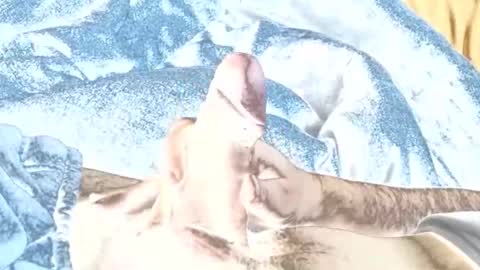 rabo_rico online show from 26, 2, 2026