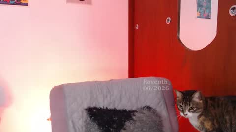 raventh_ online show from 2, 7, 2026