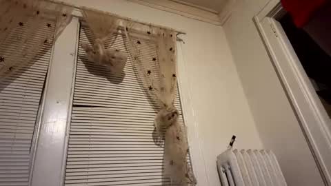 tranzGODess online show from 11, 12, 2024