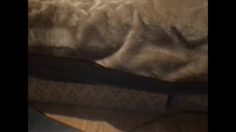 Redfox online show from 5, 1, 2026