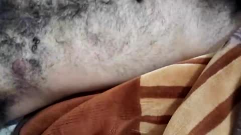 rockyp2025 online show from 3, 3, 2025