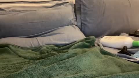 Ryan online show from 2, 1, 2025