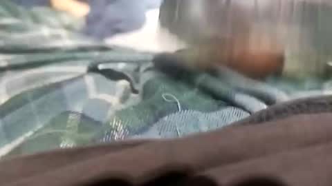 sagozure online show from 5, 10, 2025