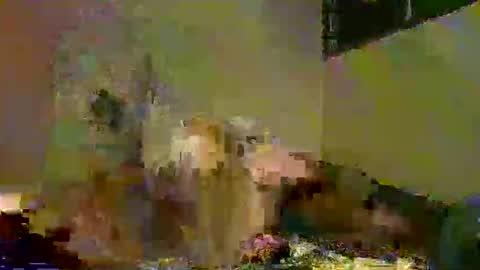 savagetonguee online show from 5, 12, 2025