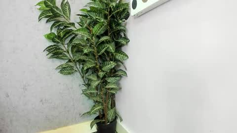 Scarlett 3 online show from 26, 2, 2026