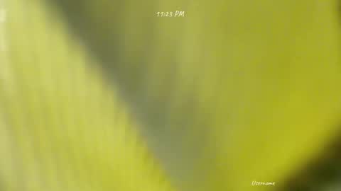 Snapshot of seduce_me_oldman chatting on 9, 3, 2026 seduce_me_oldman online show from 9, 3, 2026