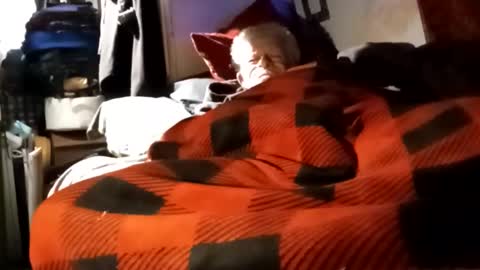 Shamroc online show from 4, 12, 2024